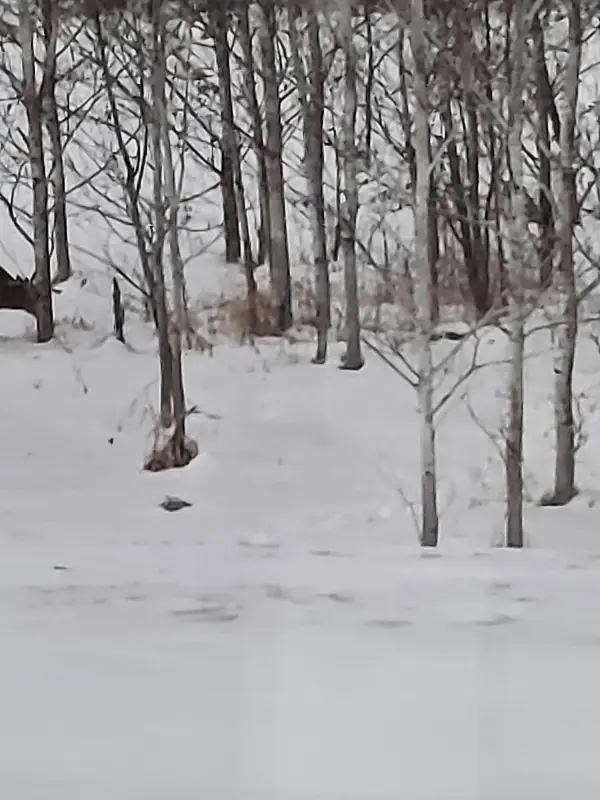 County Road 17 E County Road 17 E, Mizpah, MN 56660