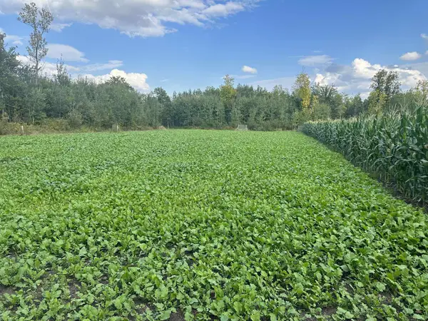 27262 151st Avenue, Bagley, MN 56621