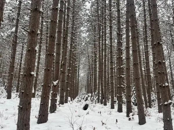 29931 Minerva Road, Danbury, WI 54830