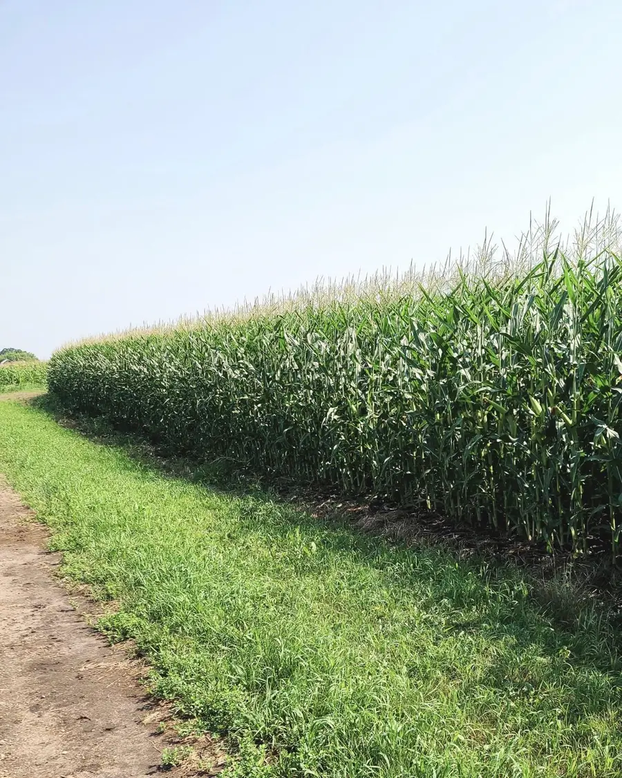 TBD County 36, Long Prairie, MN 56347 - #3