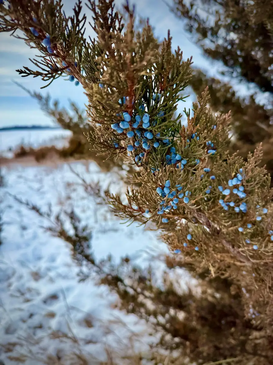 21423 Vergus Avenue, Prior Lake, MN 55372 - #3