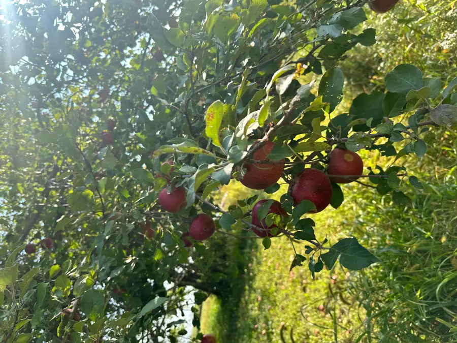 4680 NW 66th Street, Medford, MN 55049 - #3