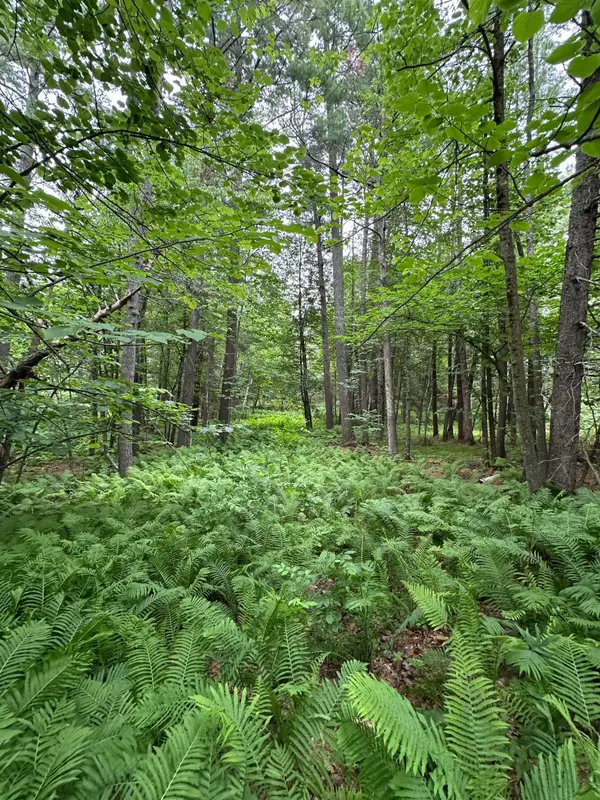 TBD New Highway 71, Bemidji, MN 56601