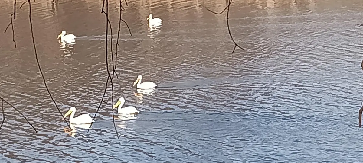 N4568 County Road N, Arkansaw, WI 54721 - #1