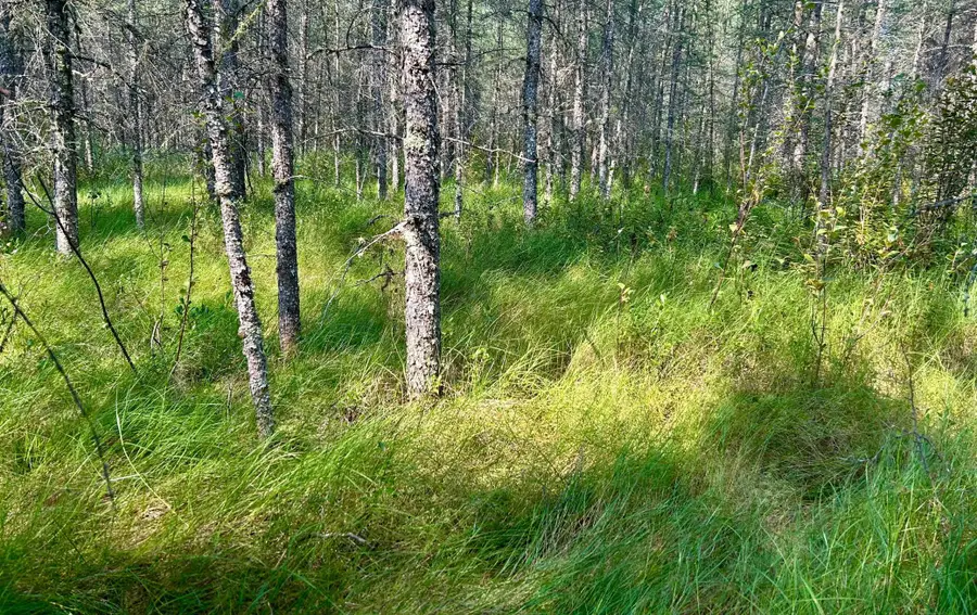 10179 W Town Line Road, Cherry, MN 55746 - #3