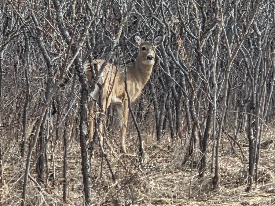 47155 Monkey Valley Hollow, Kenyon, MN 55946 - #2