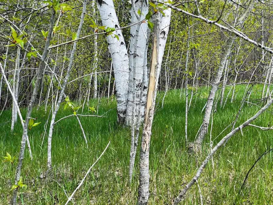 TBD 15th Street Nw, Bemidji, MN 56601 - #3