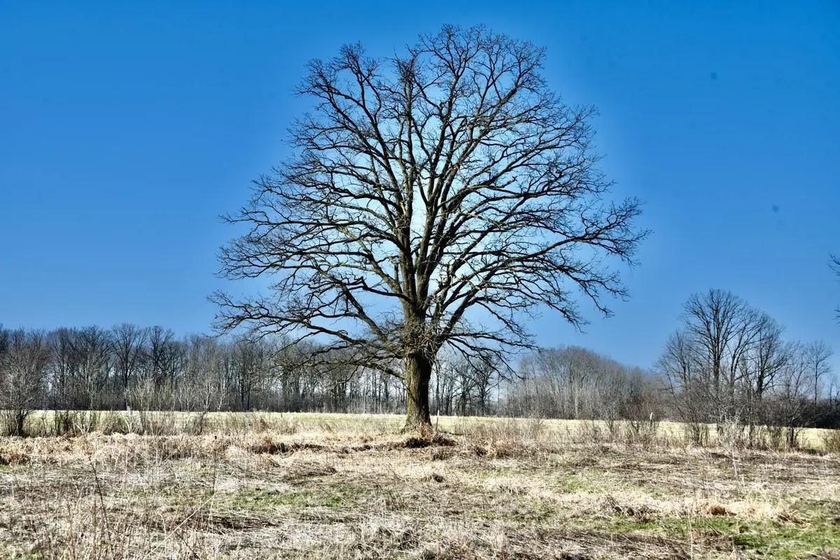 19XXX 150th Avenue, Milaca, MN 56353 - #1