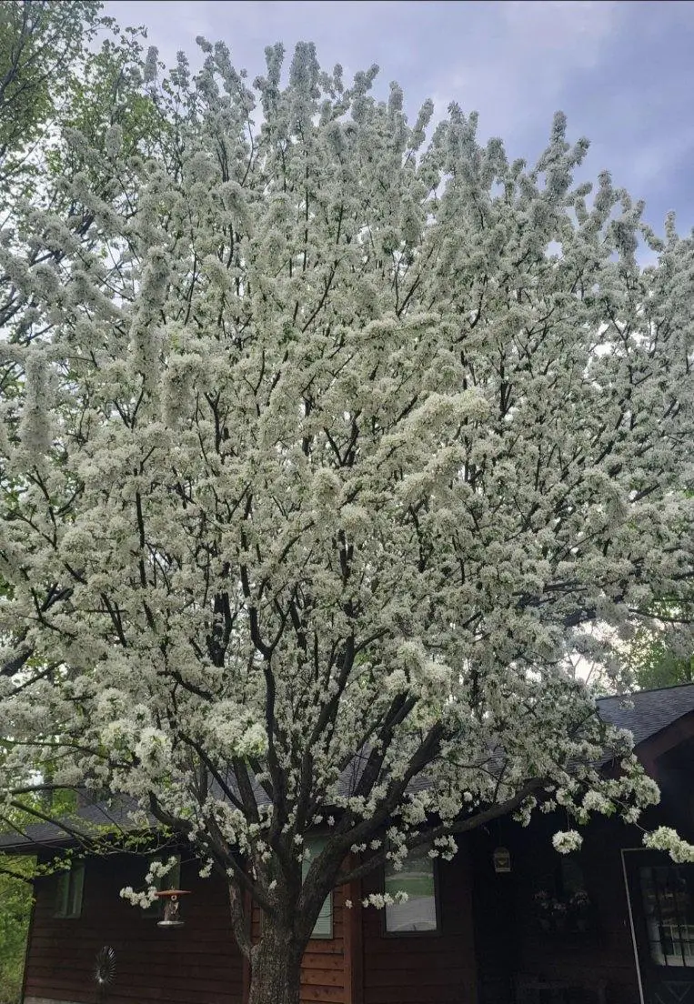 1906 Fraser Dr, Grand Rapids, MN 55744 - #3