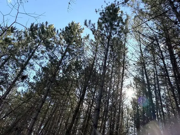 TBD Highway 64, Laporte, MN 56461