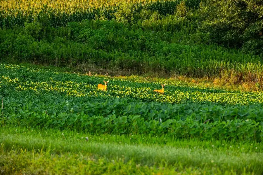 TBD Cty Road S, Blair, WI 54616 - #3