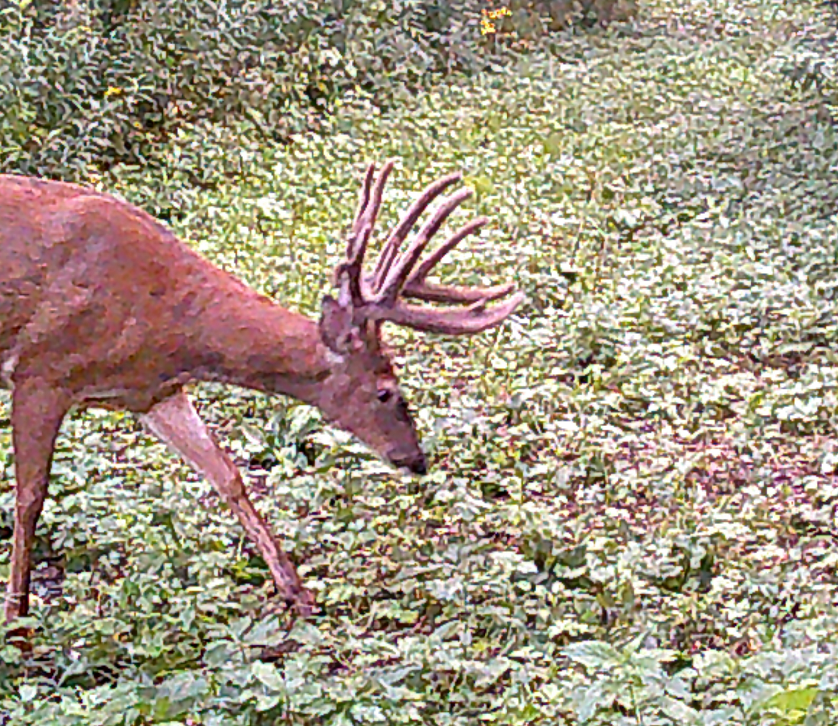 0 265th Avenue, Plum City, WI 54761 - #2