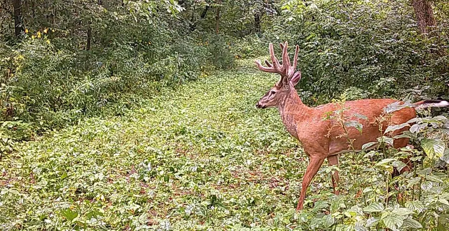 0 265th Avenue, Plum City, WI 54761 - #3