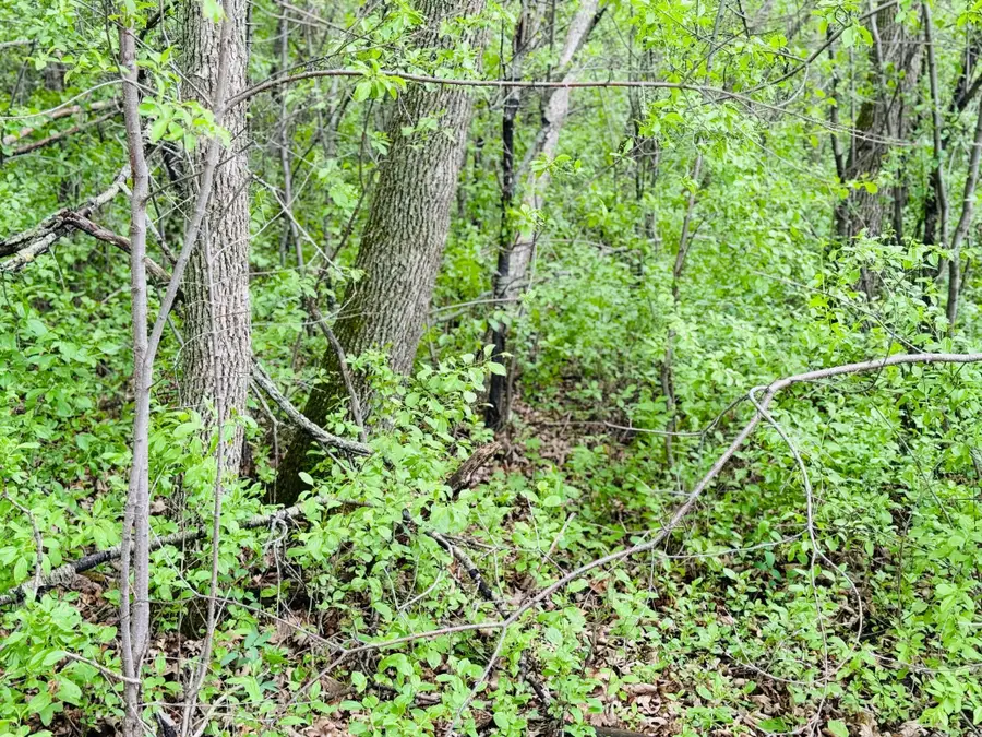 Lot 3 Canterbury Sands Trail, Battle Lake, MN 56515 - #2