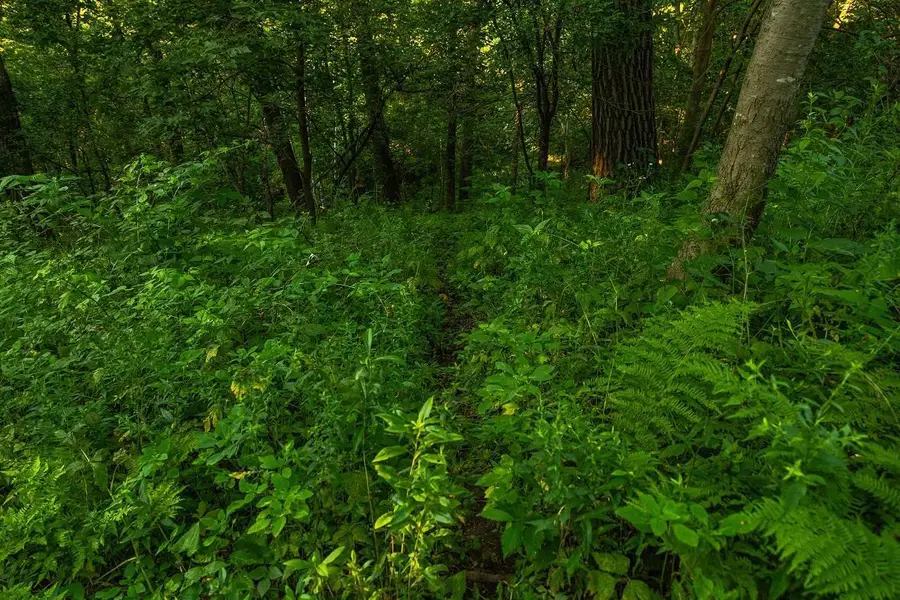 0 Cty S Road, Blair, WI 54616 - #2