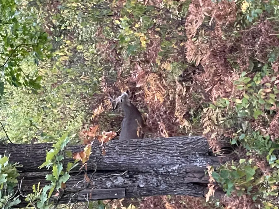 593xx Wolf Creek Rd, Bruno, MN 55712 - #2