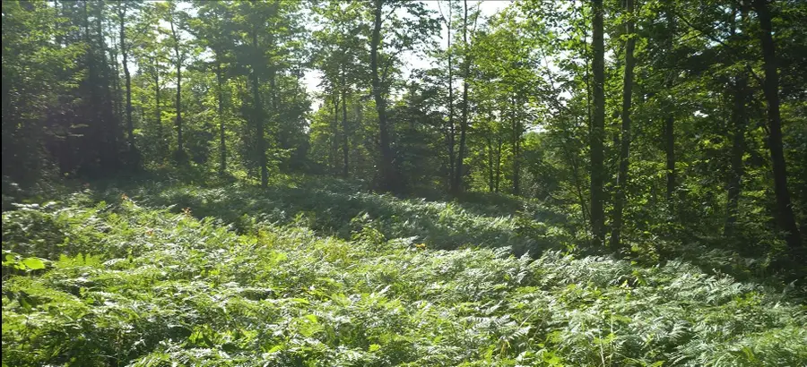 83xxx - Lot 12 Ashwabay Road, Bayfield, WI 54814 - #2