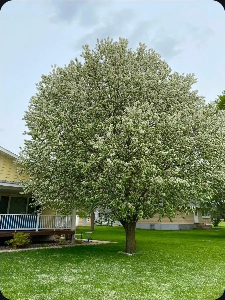 307 Brook Avenue N, Porter, MN 56280 - #2