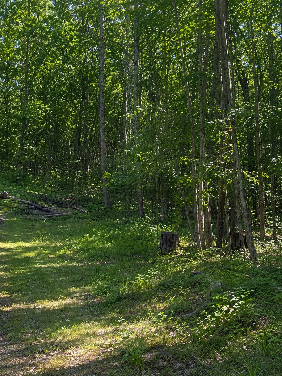 TBD Birchcurve Road, Randall, MN 56475 - #1