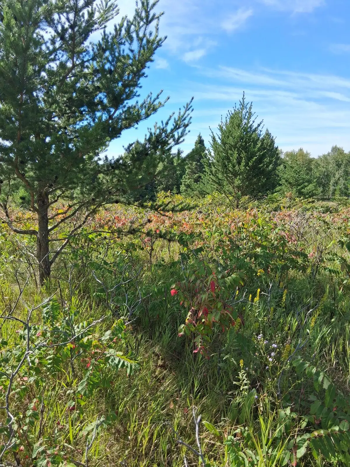 TBD Overland Drive, Browerville, MN 56438 - #1
