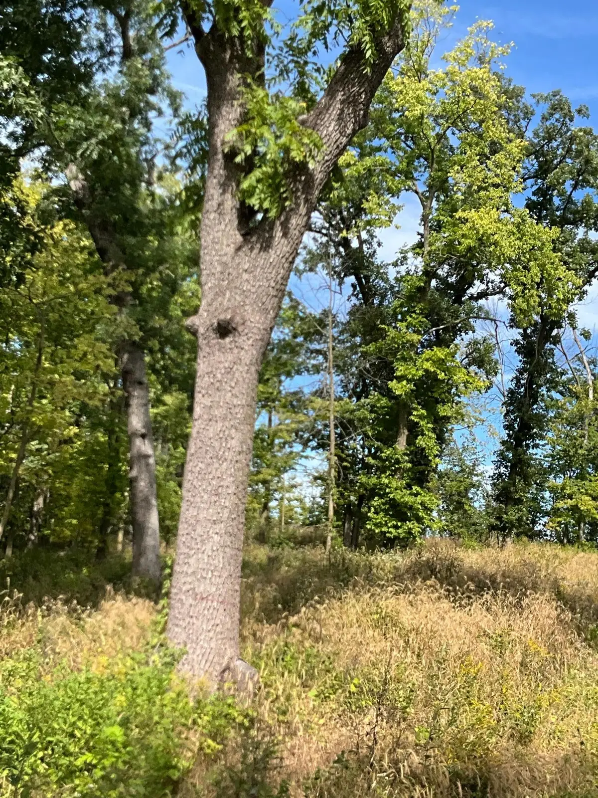 TBD Twin Bluff Lane S, Stockholm, WI 54769 - #1