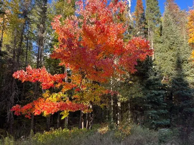 TBD Lost Lake Rd., Tower, MN 55790 - #1