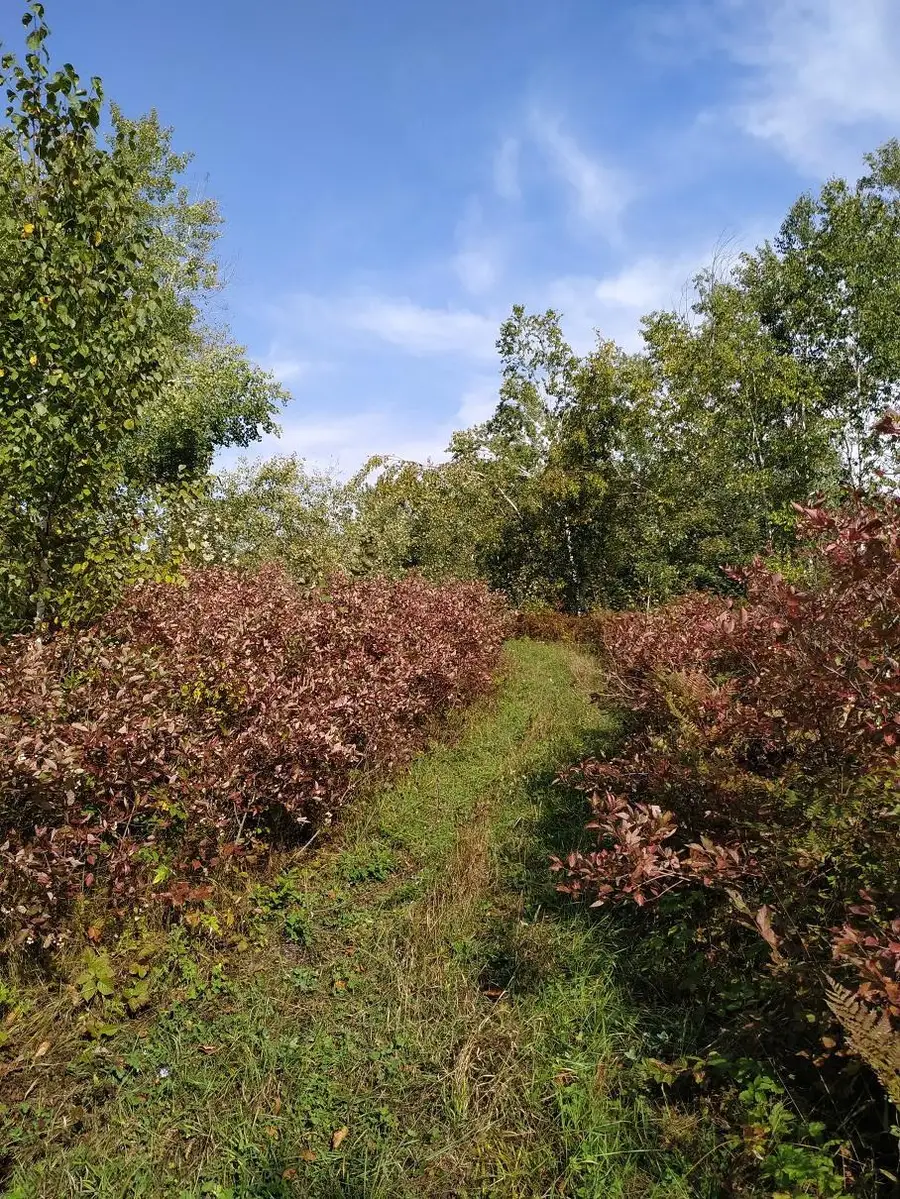 56723 Duncan Road, Sandstone, MN 55072 - #3