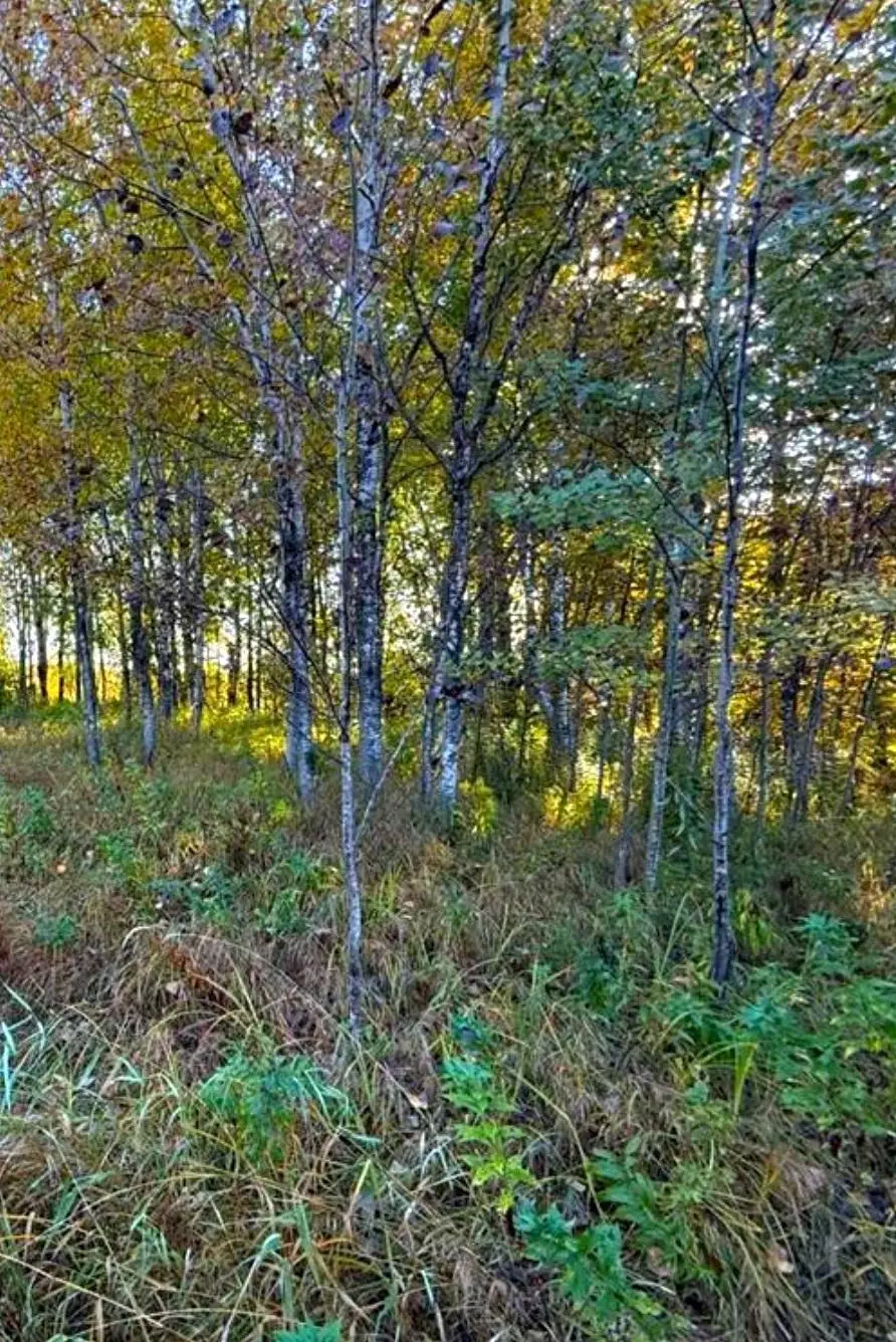 560th Street, Palisade, MN 56469 - #2