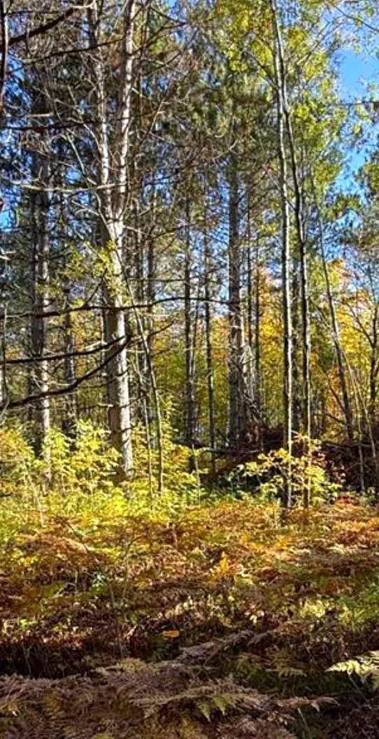 560th Street, Palisade, MN 56469 - #3
