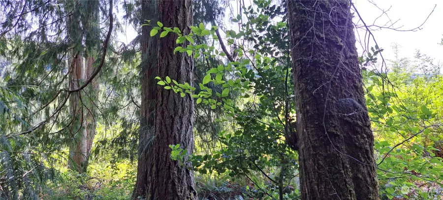 0 Loop Lot 1 Road, Centralia, WA 98531 - Image #3