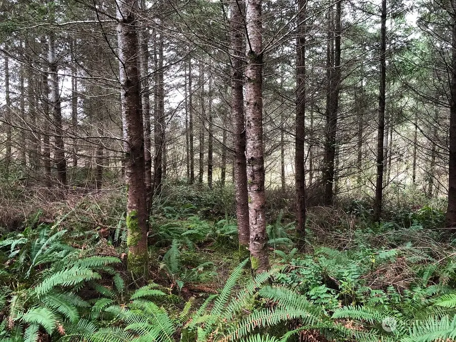 217 Thompson Creek Road #Thompson Creek, Tenino, WA 98589 - Image #3