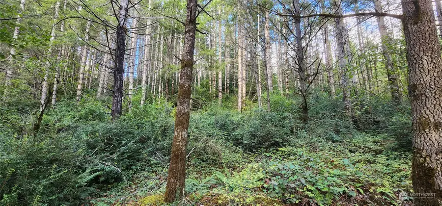 1400 E Jensen Road E #TR 1 OF SP 2167 SEE SURV 4/74, Shelton, WA 98584 - Image #2