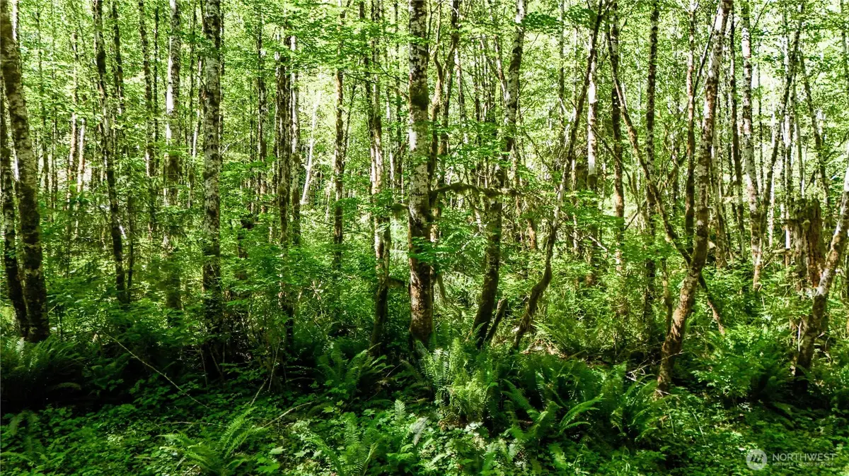 99993 Dowans Creek Road, Forks, WA 98331 - Image #1