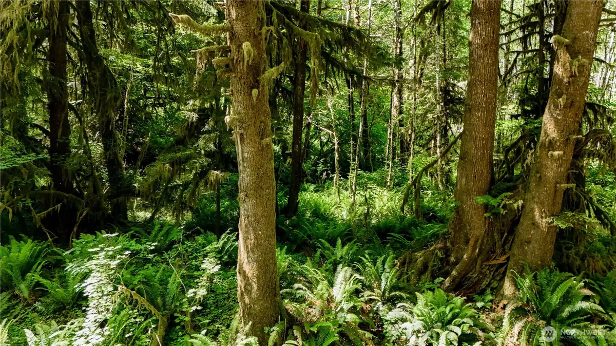 99994 Dowans Creek Road, Forks, WA 98331 - Image #1