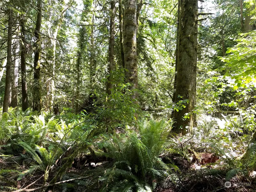 305000 Highway 101, Brinnon, WA 98320 - Image #3