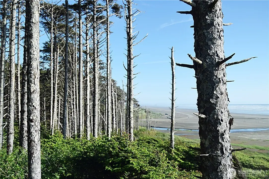 5 & 6 Roosevelt Beach Lots, Pacific Beach, WA 98571 - Image #1