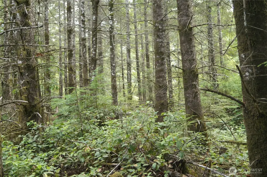 0 Brooklyn Road, Oakville, WA 98568 - Image #3