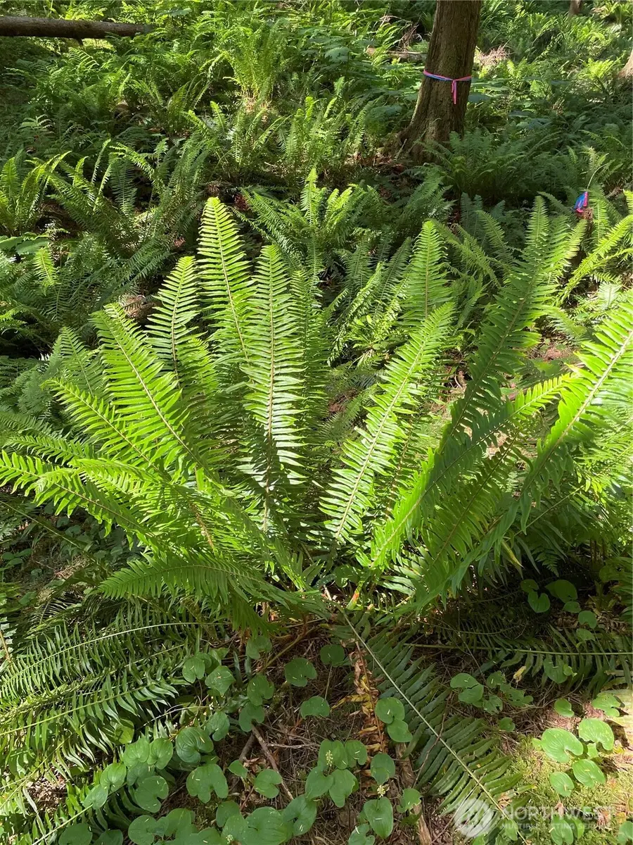 0 S Shore Drive #111, Mount Vernon, WA 98274 - Image #2