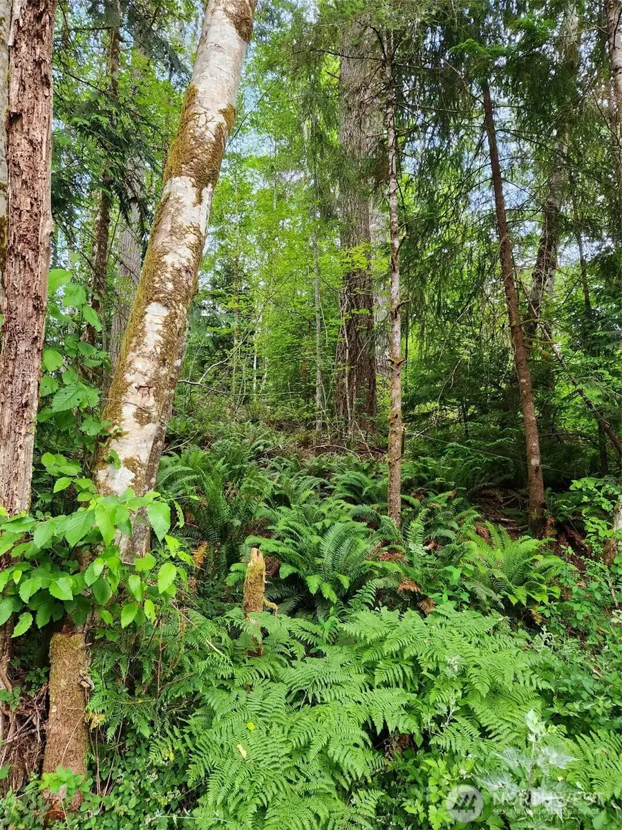 72 W Arrowhead Drive #72, Elma, WA 98541 - Image #2