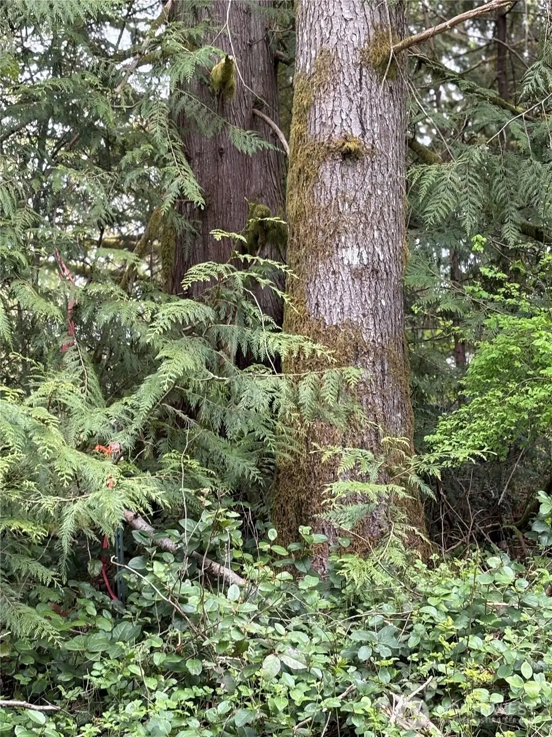 0 W Shore Drive #15, Lake Cavanaugh, WA 98274 - Image #1