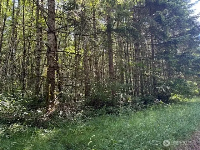 0 Nelson Road, Winlock, WA 98596 - Image #3