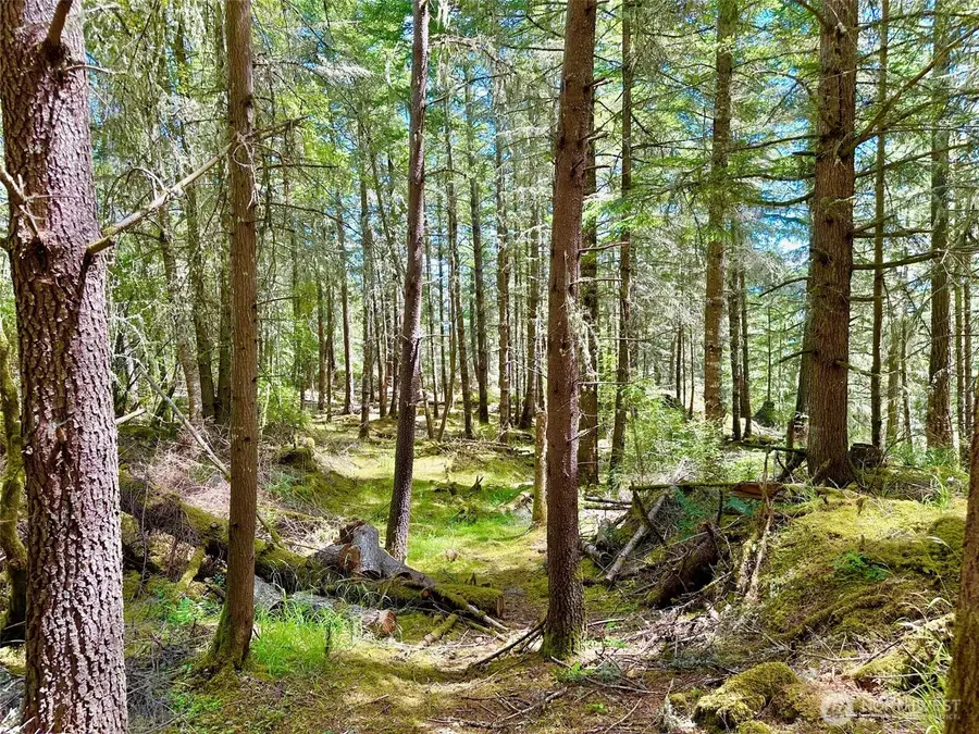 0 Pioneer Hill Road #Lot 3 Parcel B, Olga, WA 98279 - Image #3