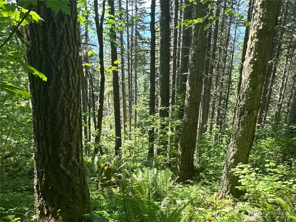 0 Hwy 12 #031073002000, Randle, WA 98336