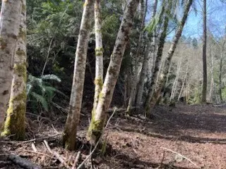 61 E Woods Place, Belfair, WA 98528 - Image #3