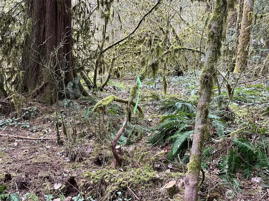 7138 Rainier Way #5, Glacier, WA 98244 - Image #2