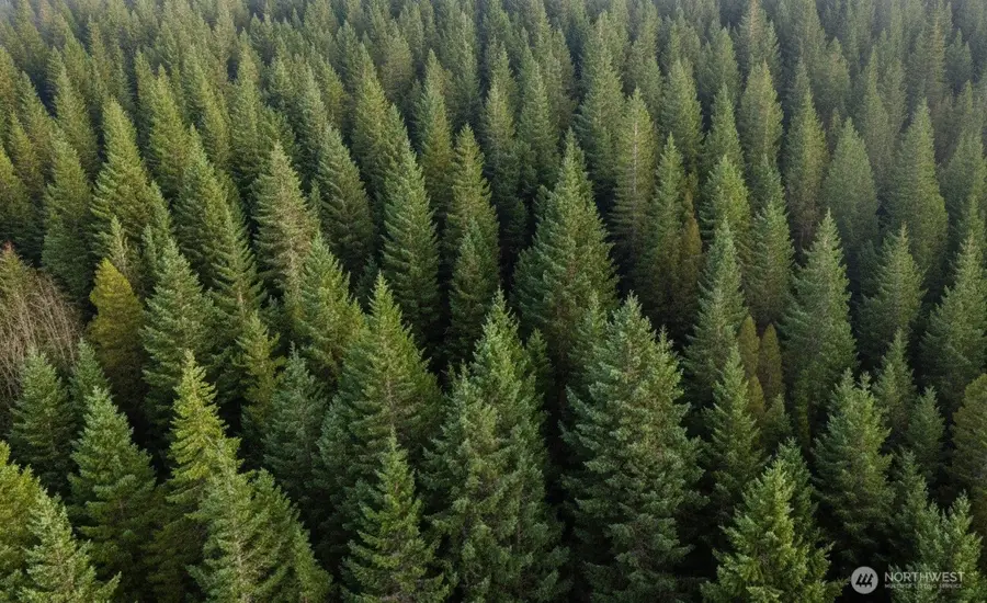 730 NE Black Bear Road, Belfair, WA 98528 - Image #2