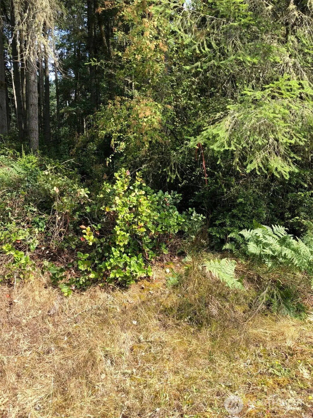 11419 Leschi Circle, Anderson Island, WA 98303 - Image #1