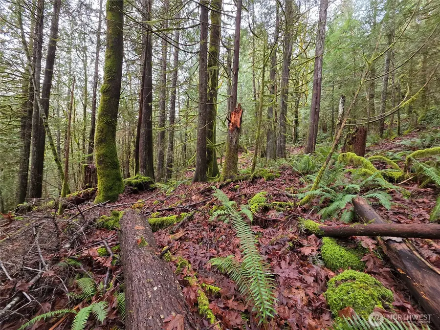 0 Dragonfly Lane, Brinnon, WA 98320 - Image #2