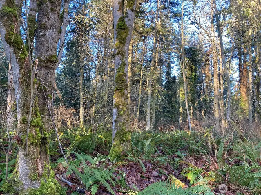 999 White Street #1&2, Port Hadlock, WA 98339 - Image #3