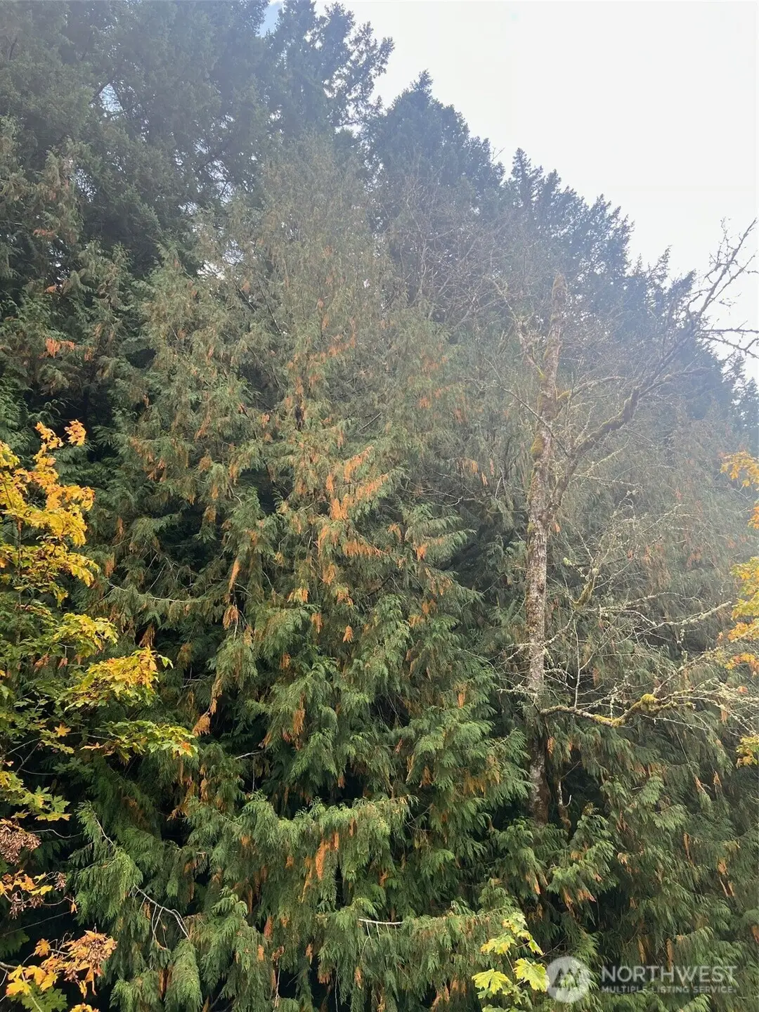 0 Us Hwy 12 #11, Randle, WA 98377 - Image #1